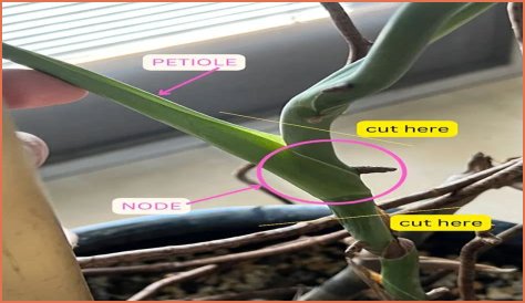 How long does it take for a plant to root in water?