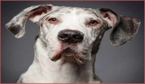 What do I do if my dog snaps at my baby?