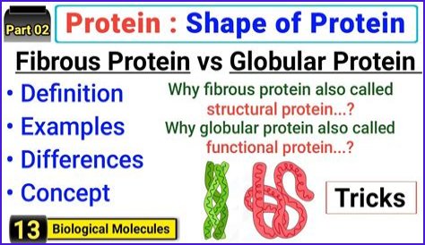 Why are fibrous proteins important?